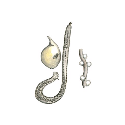 Heterodera schachtii