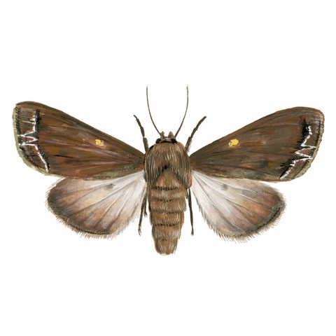 Mamestra oleracea