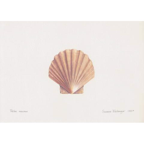 Lithograph of great scallop