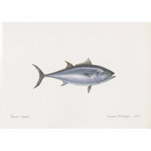 Lithograph of northern blue tuna