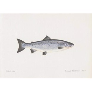 Lithograph of atlantic salmon
