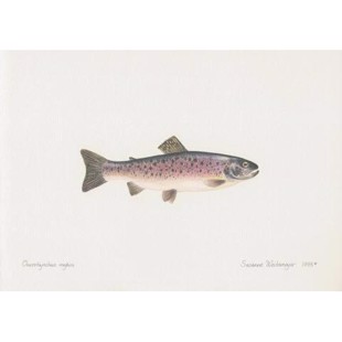 Lithograph of rainbow trout