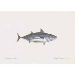 Lithograph of skipjack tuna