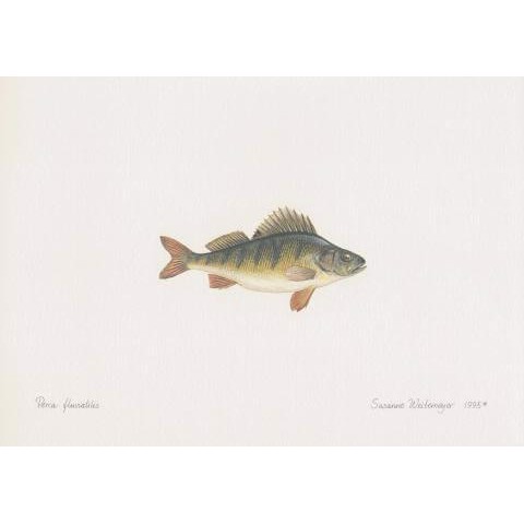 Lithograph of perch