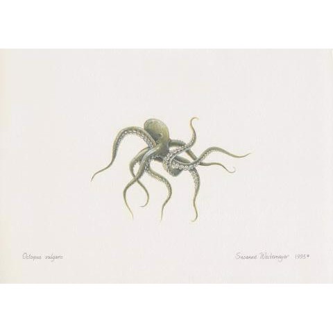 Lithograph of octopus