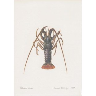 Lithograph of spiny lobster