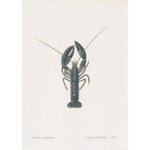 Lithograph of lobster