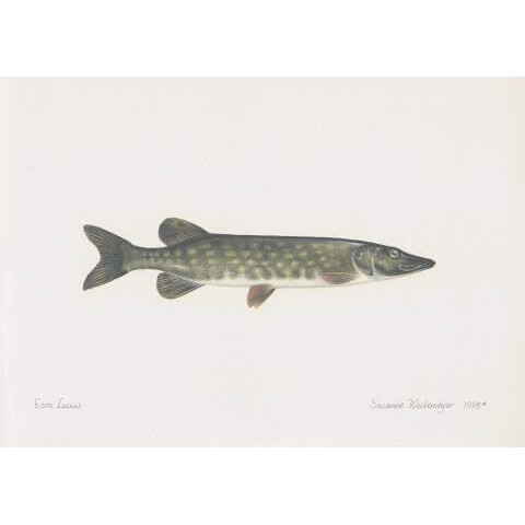 Lithograph of pike