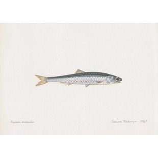 Lithograph of anchovy