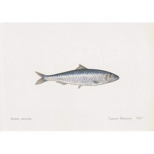 Lithograph of sardine