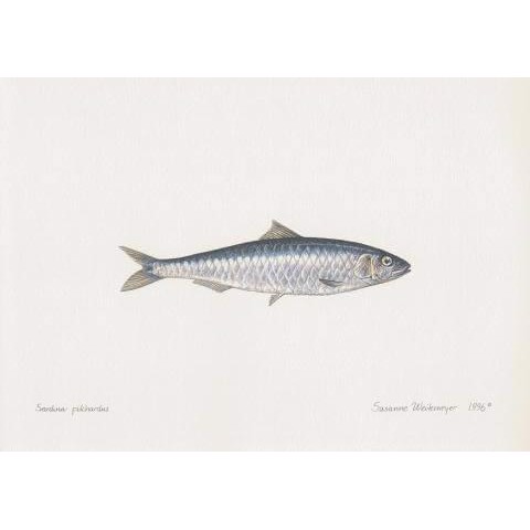 Lithograph of sardine
