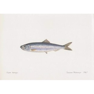 Lithograph of herring