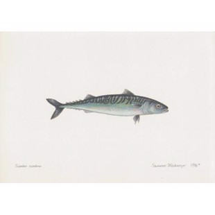 Lithograph of atlantic mackerel