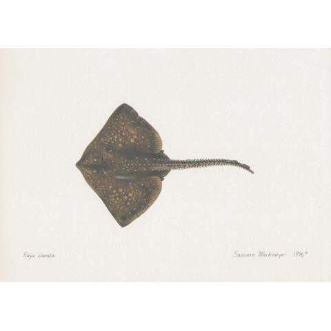 Lithograph of skate
