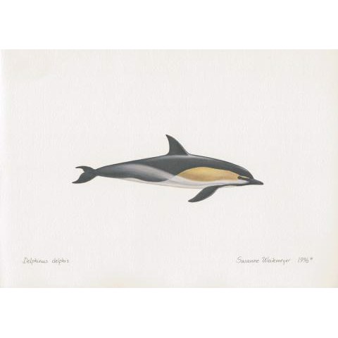 Lithograph of dolphin