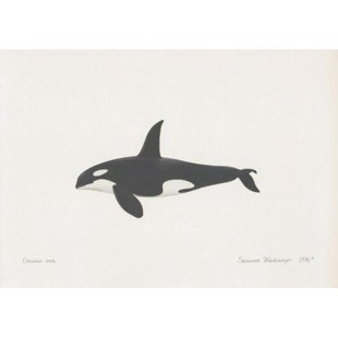 Lithograph of killer whale