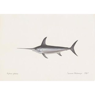 Lithograph of swordfish