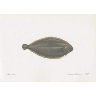 Lithograph of dover sole
