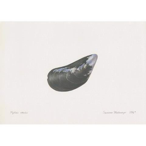 Lithograph of blue mussel