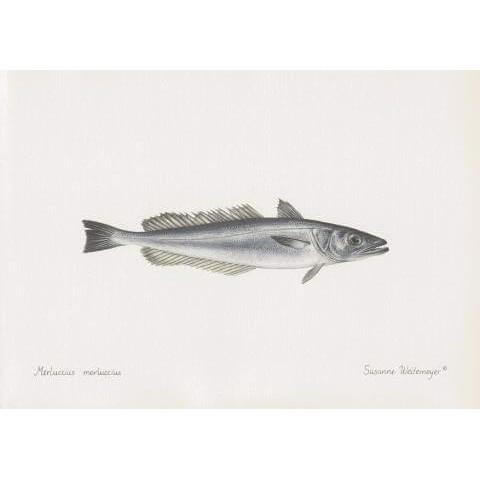 Lithograph of hake