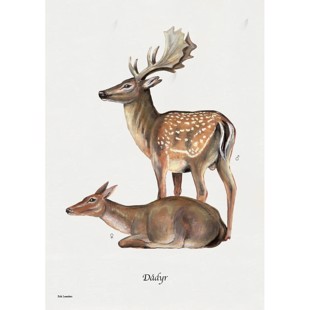 Fallow Deer Lithograph