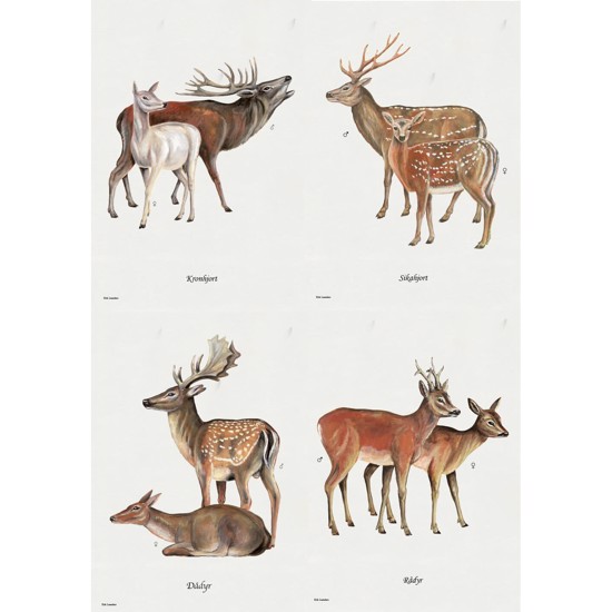 Game Animals Lithographs