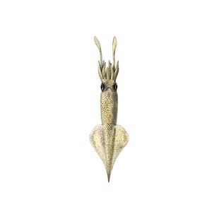 Alloteuthis subulata