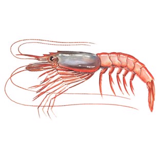 Aristeus antennatus