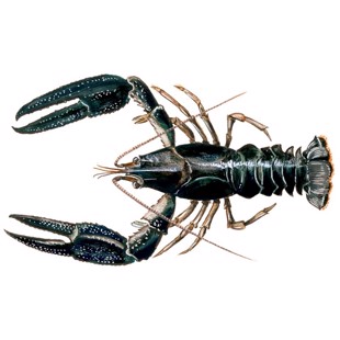 Astacus astacus