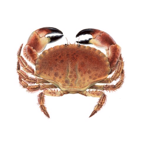 Cancer pagurus 2