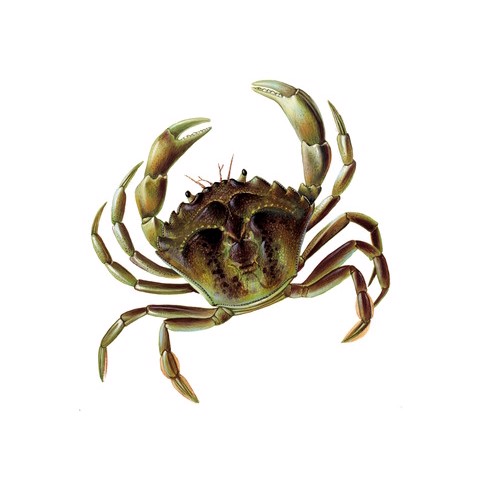 Carcinus maenas 1