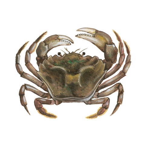 Carcinus maenas 2