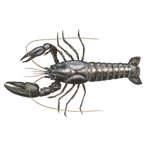 Cherax destructor