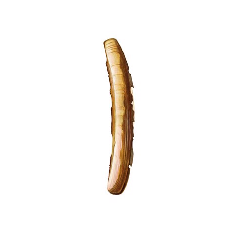 Ensis ensis
