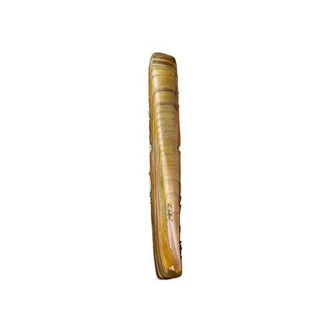 Ensis siliqua