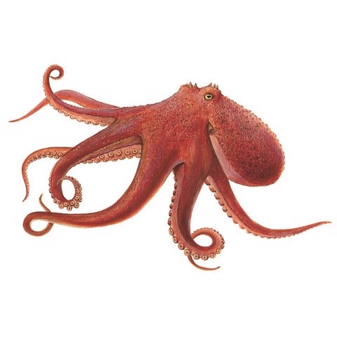 Enteroctopus dofleini