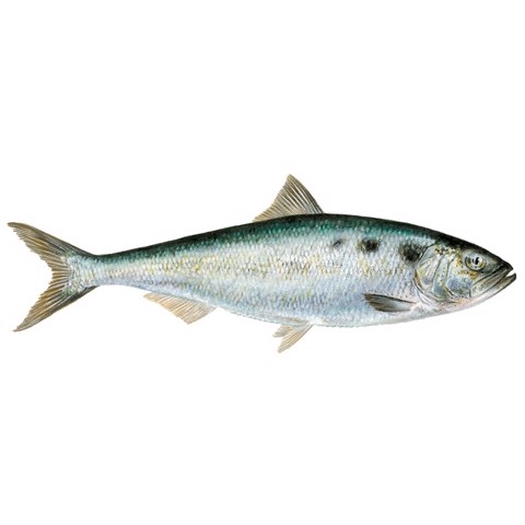 Alosa alosa