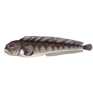 Anarhichas lupus