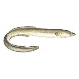 Anguilla rostrata