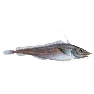 Antimora rostrata