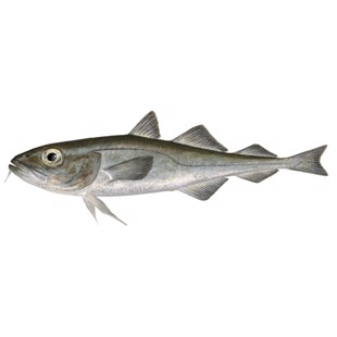 Arctogadus borisovi