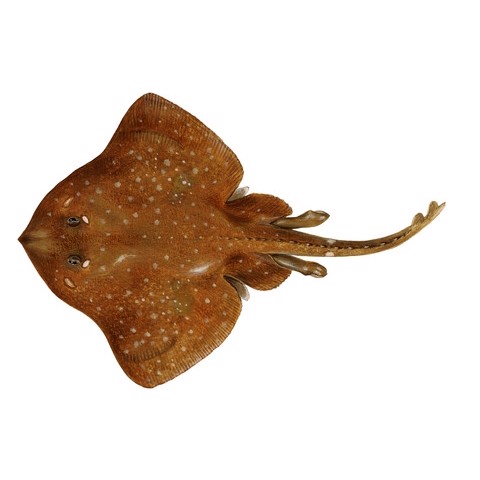 Bathyraja albomaculata