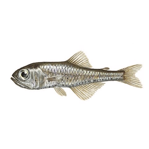 Benthosema Glaciale