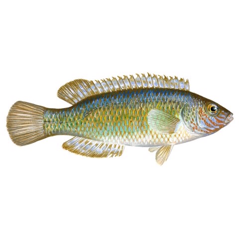 centrolabrus exoletus