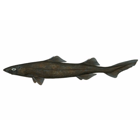centroscyllium fabricii