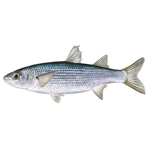 chelon labrosus