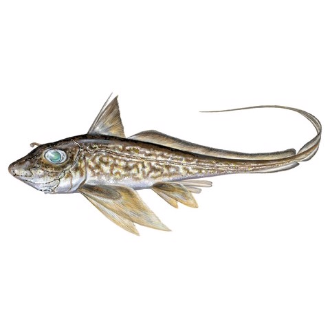 chimaera monstrosa