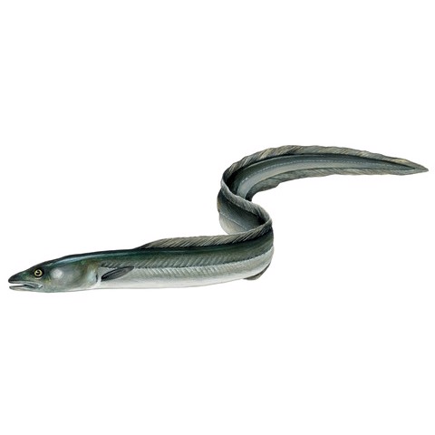 conger conger 2