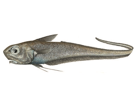 coryphaenoides rupestris