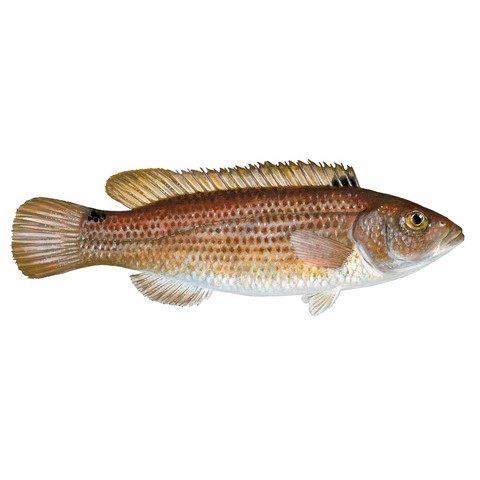 ctenolabrus rupestris